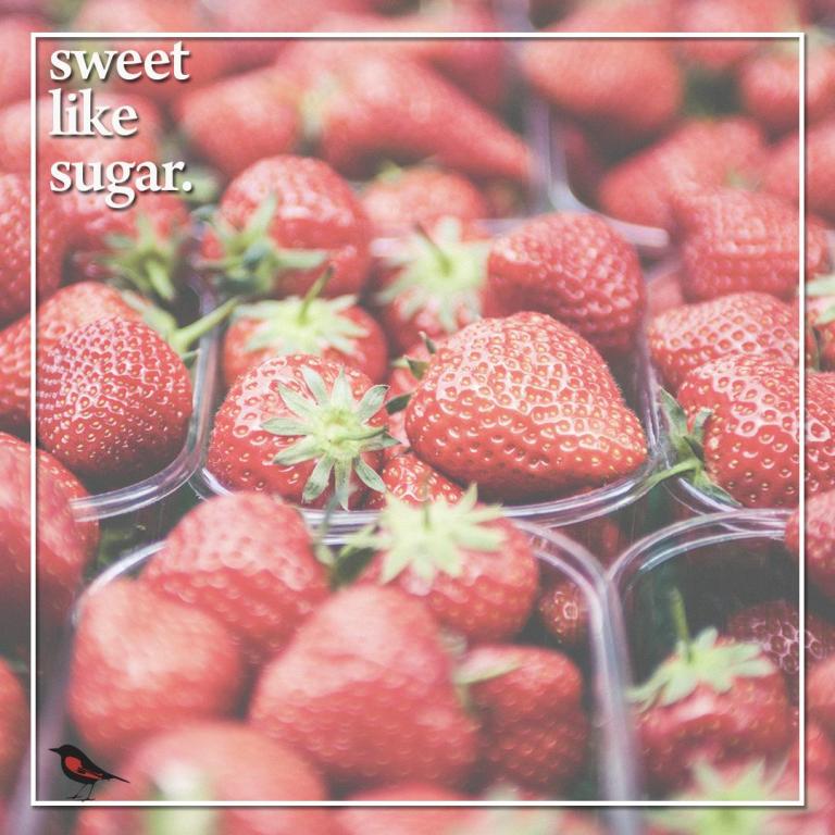 סופר הזמיר סופר הזמיר