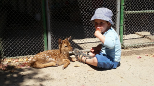 גן וחיות