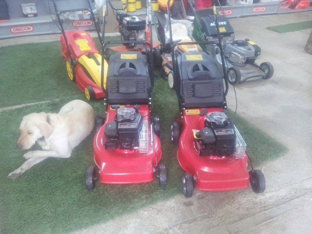 שי לגן שי לגן