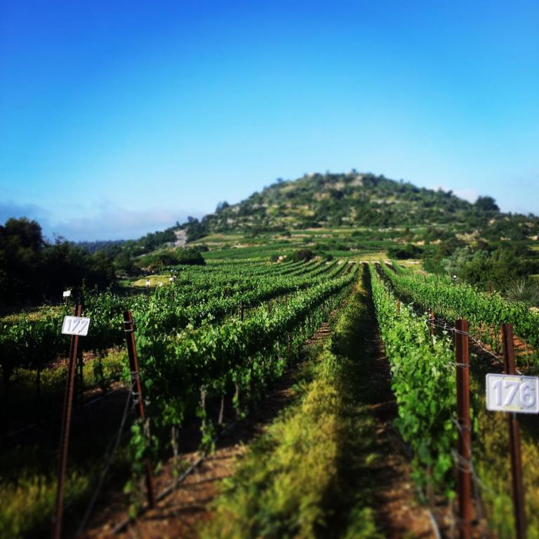 יקב צובה יקב צובה