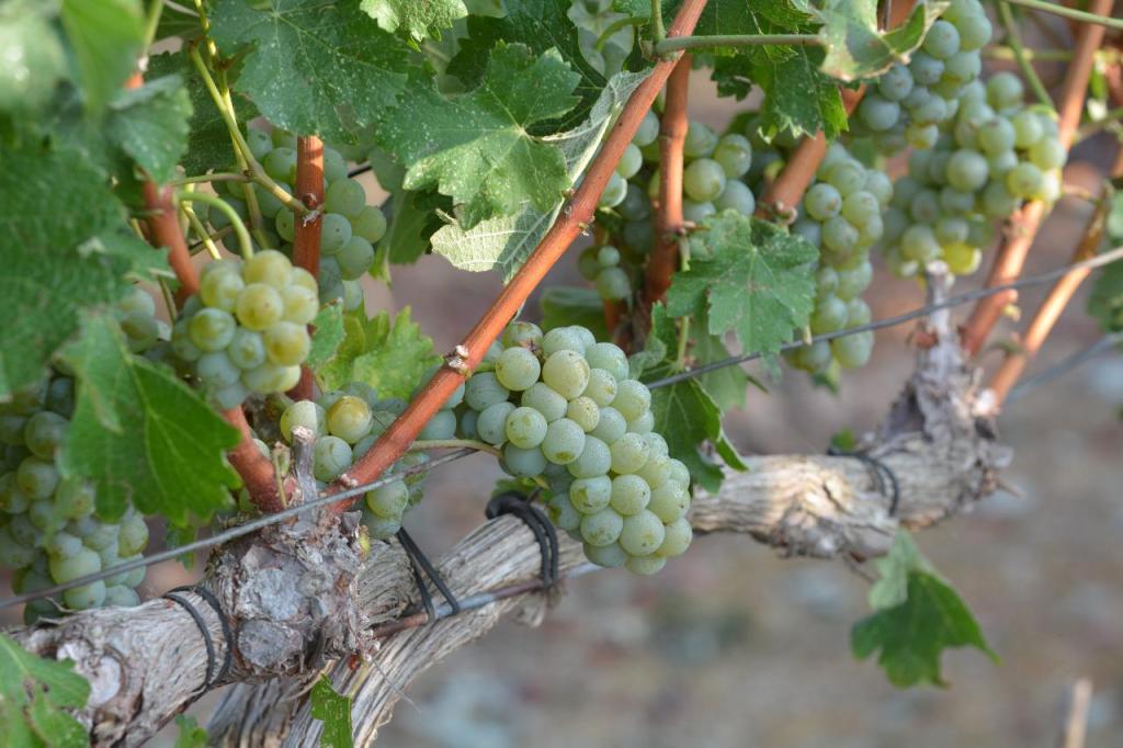 יקב צובה יקב צובה