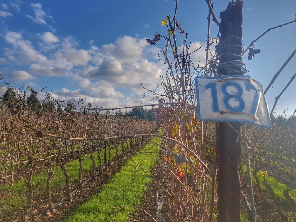 יקב צובה יקב צובה