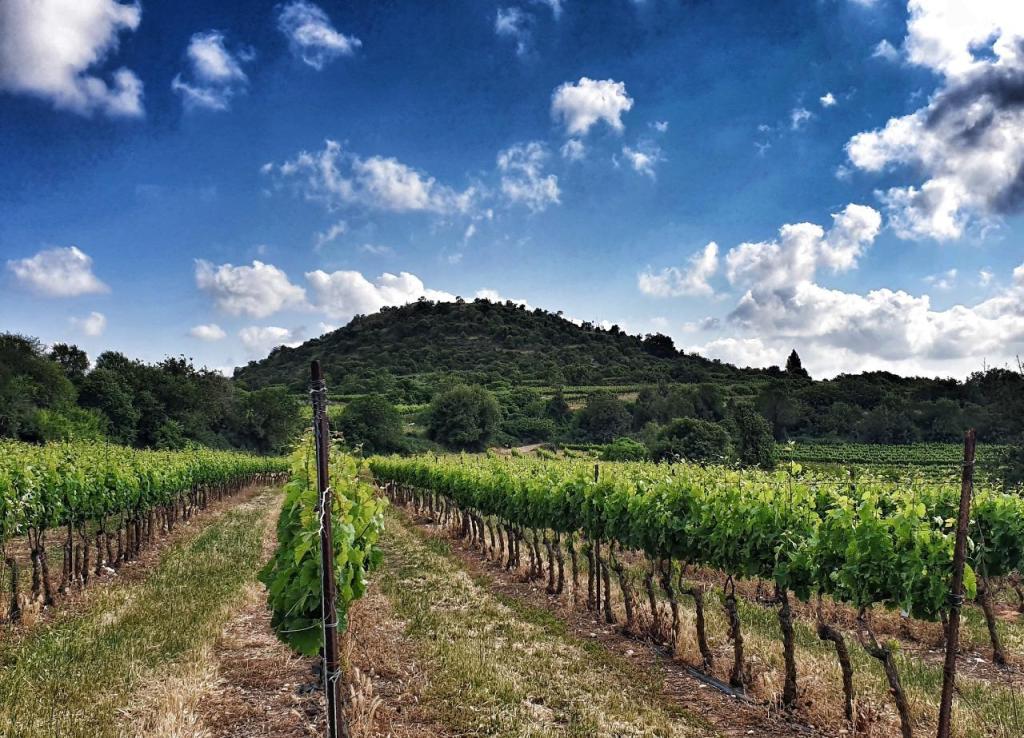 יקב צובה יקב צובה