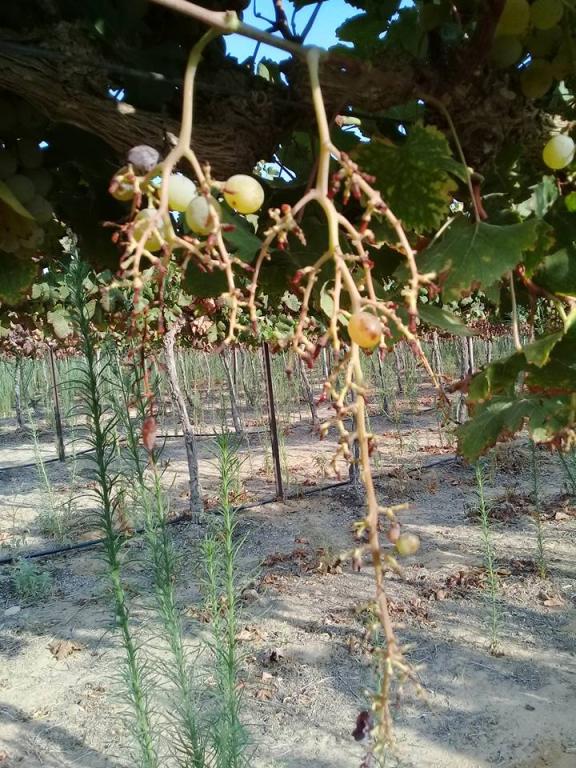 יקב רוטה יקב רוטה