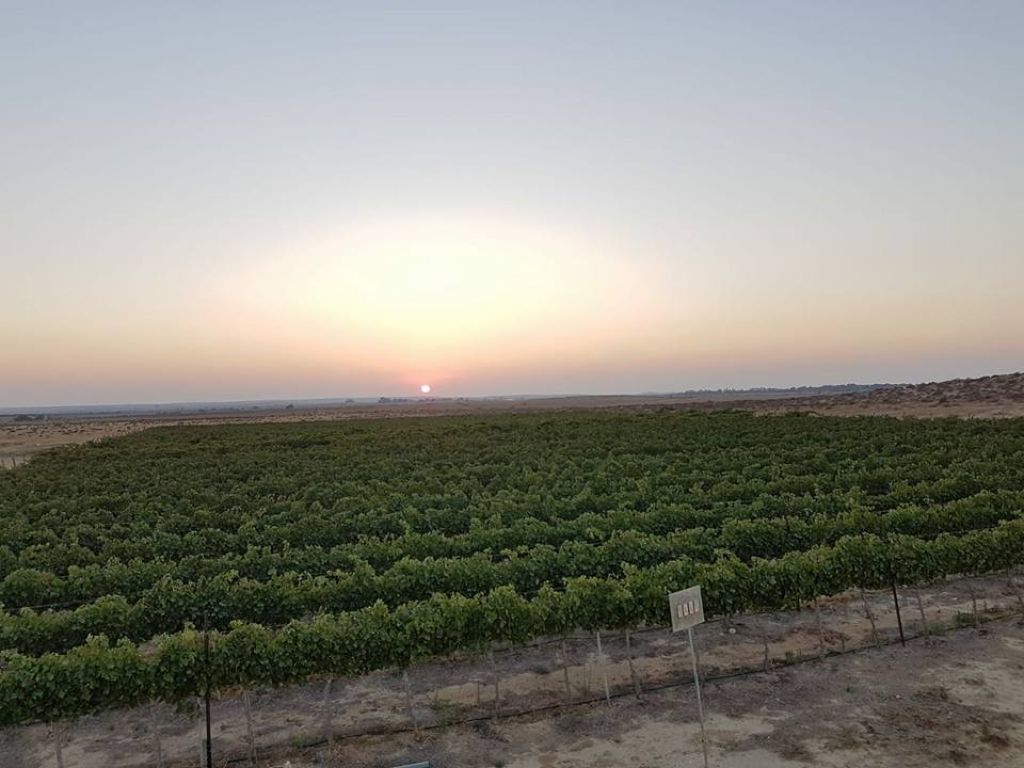 יקב רוטה יקב רוטה