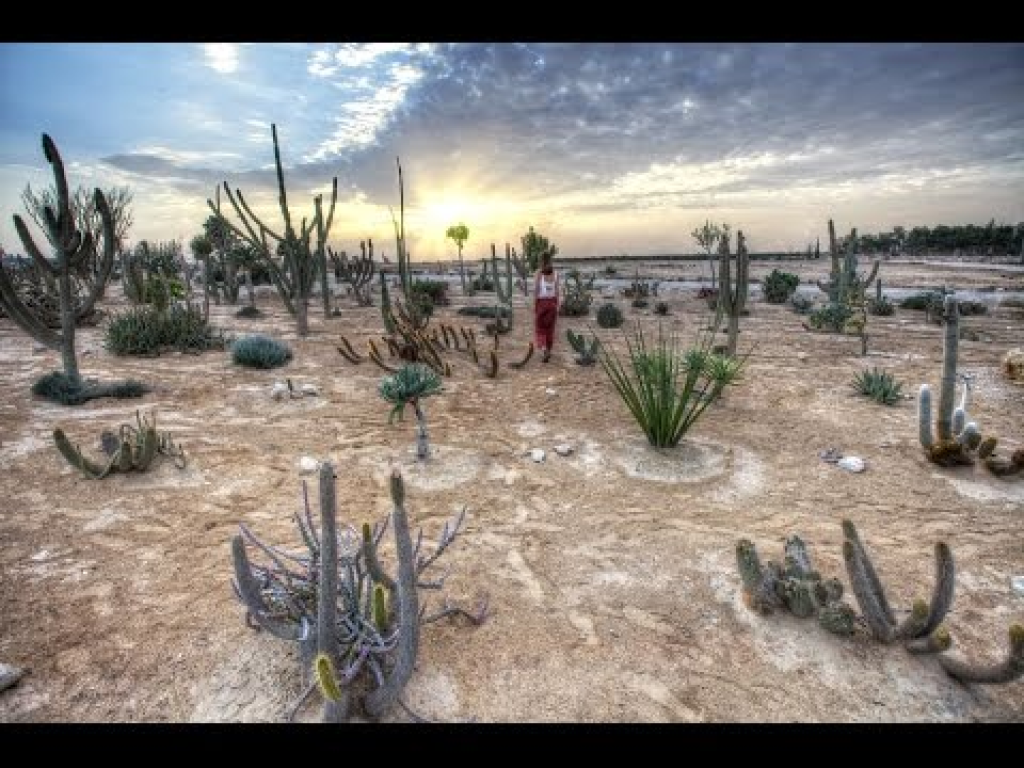 חי נגב חי נגב