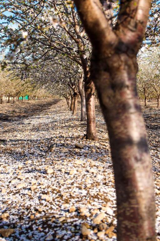 גבינות משק יעקבס גבינות משק יעקבס