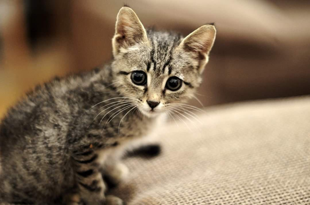 ד"ר אהוד אשש ד"ר אהוד אשש