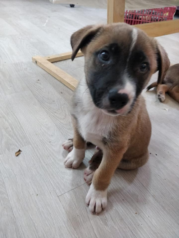 ד"ר אהוד אשש ד"ר אהוד אשש