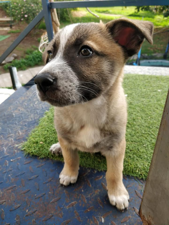 ד"ר אהוד אשש ד"ר אהוד אשש