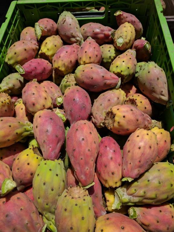 חוות צברי אורלי חוות צברי אורלי