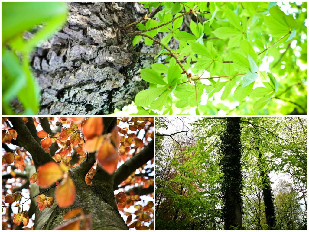 משה סמואל צלם משה סמואל צלם