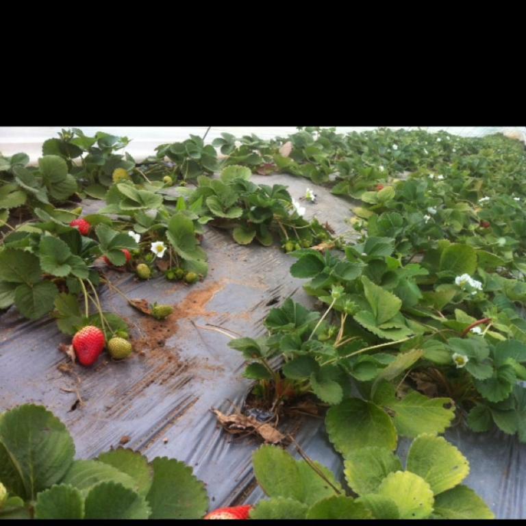 הגינה האורגנית הגינה האורגנית