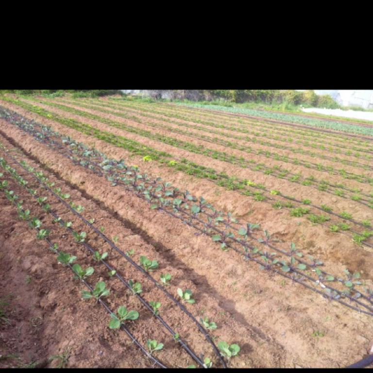 הגינה האורגנית הגינה האורגנית