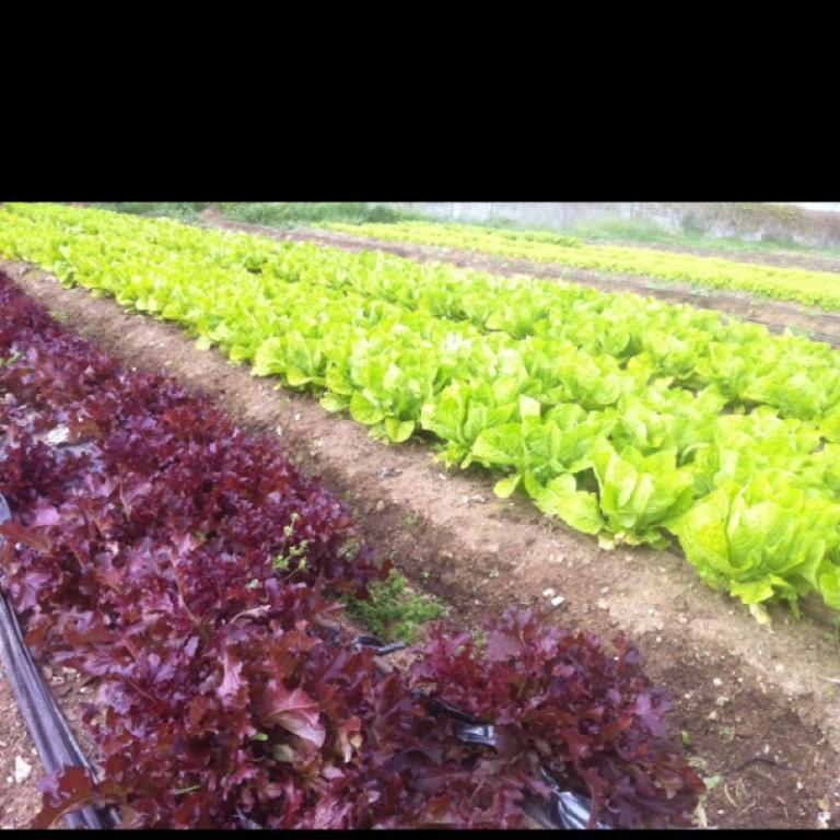 הגינה האורגנית הגינה האורגנית