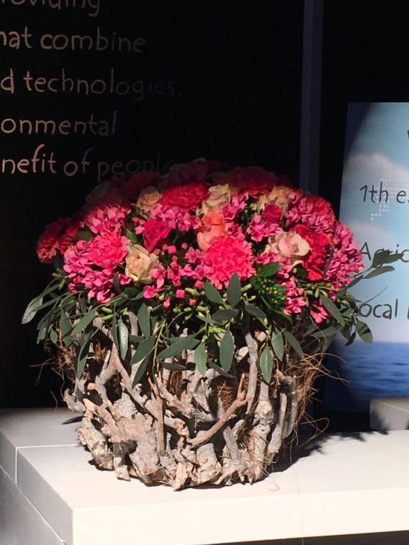 בוקטו בוקטו