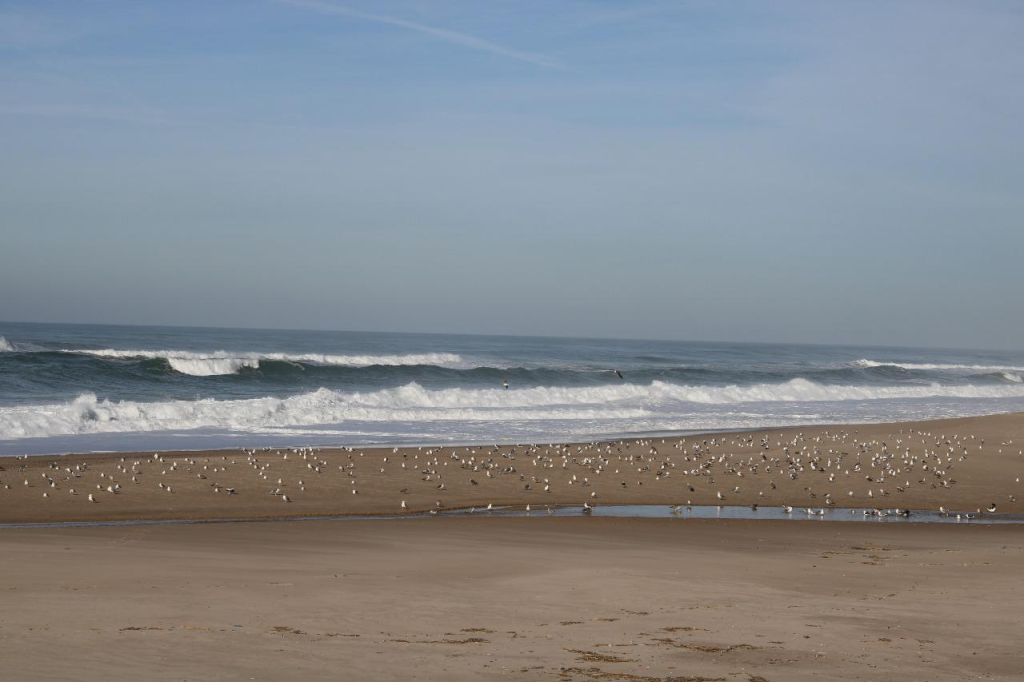 גילפוסטרס קואדרו גילפוסטרס קואדרו
