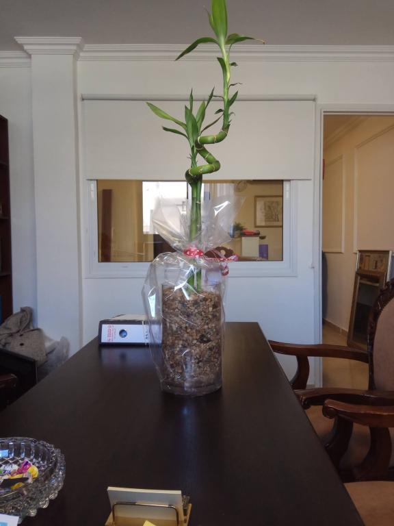 אילוז ספיבק שרה אילוז ספיבק שרה