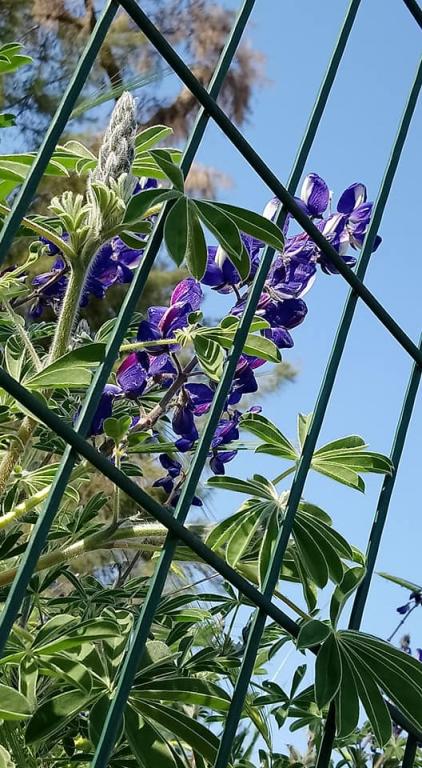 המוזיאון לתולדות גדרה והביל"ויים המוזיאון לתולדות גדרה והביל"ויים