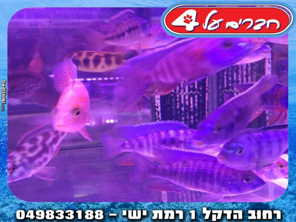 חברים על 4 חברים על 4