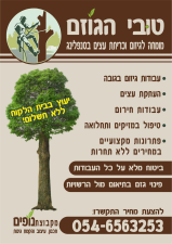 דפוס אבי