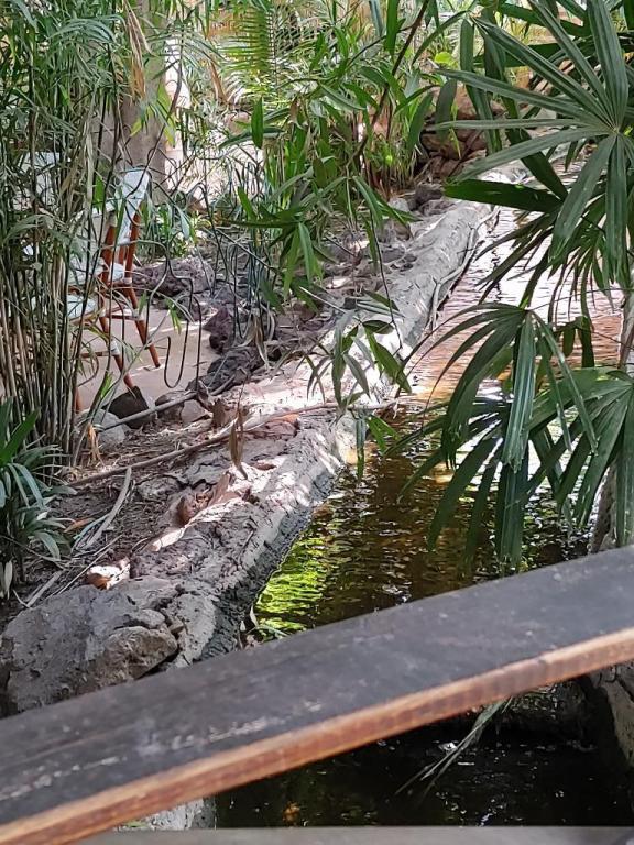 צל תמר צל תמר