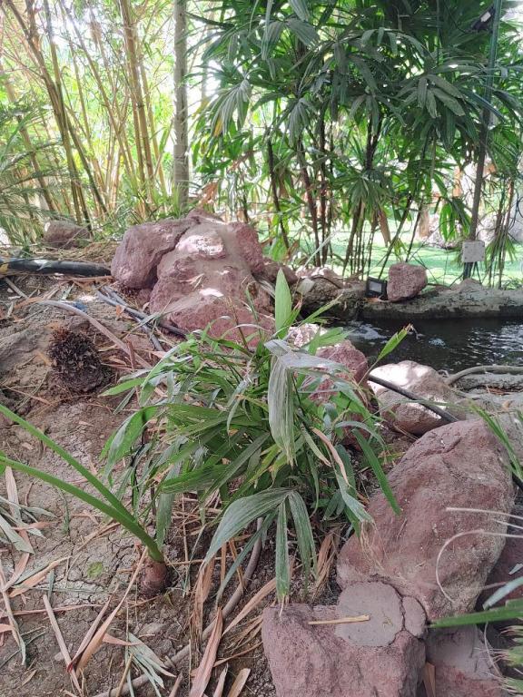 צל תמר צל תמר