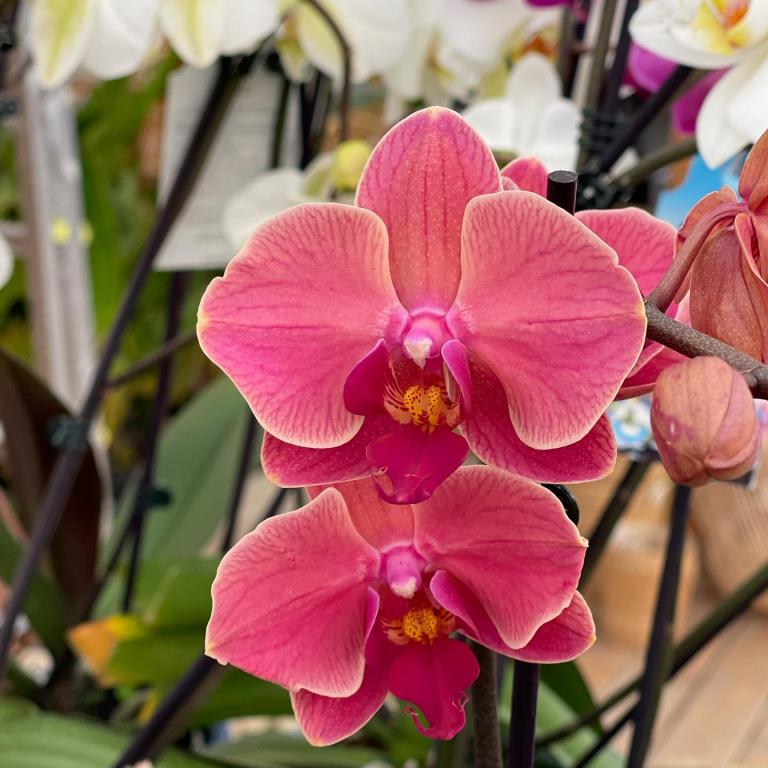 משתלות אייל אחים לוי משתלות אייל אחים לוי