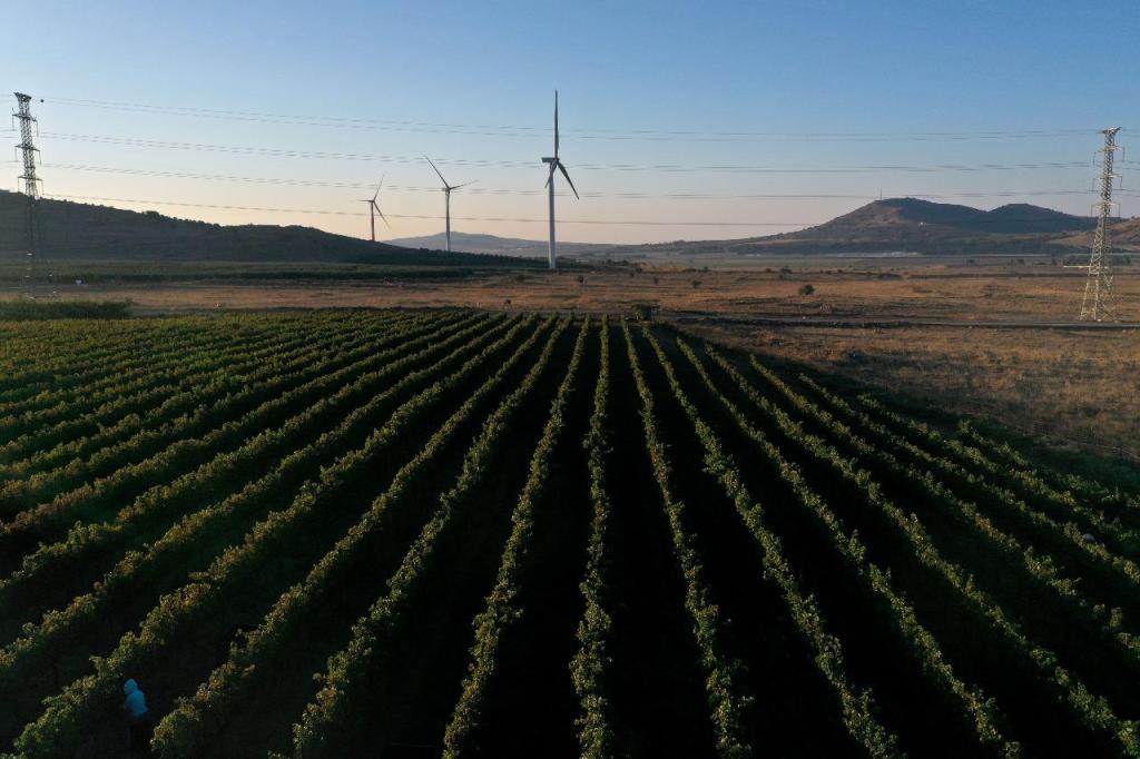 יקב בזלת הגולן יקב בזלת הגולן
