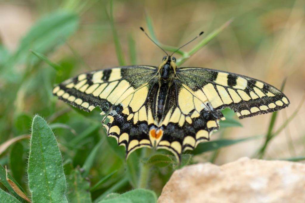 שתילי הר שתילי הר