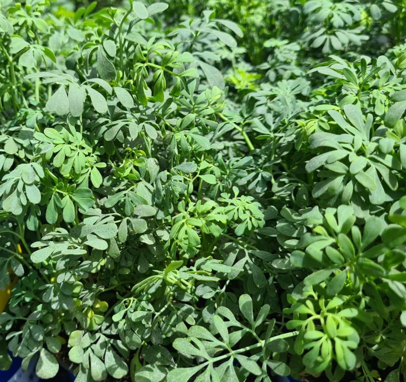 שתילי הר שתילי הר