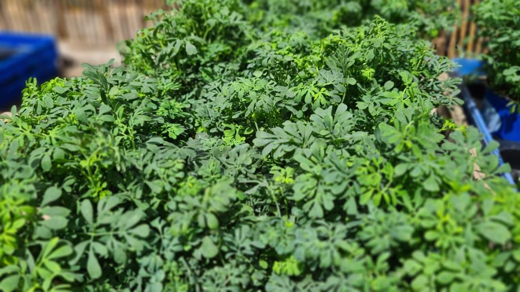 שתילי הר שתילי הר