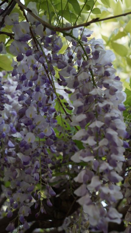 עו"ד יעל פרוזן עו"ד יעל פרוזן