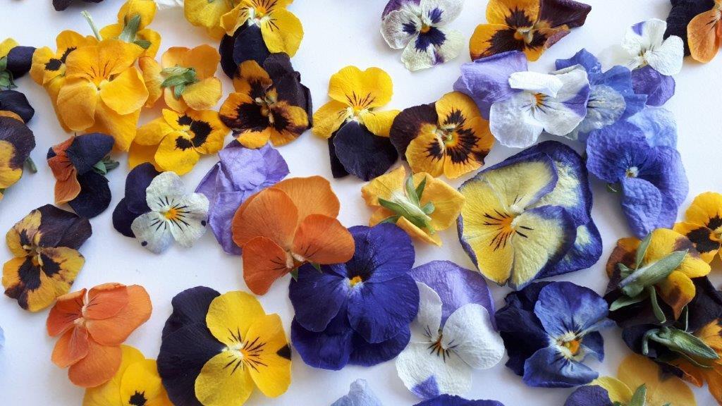 גרובשטיין קום רות גרובשטיין קום רות