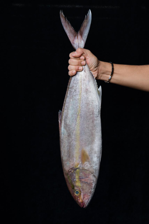 שצ'ופק שצ'ופק