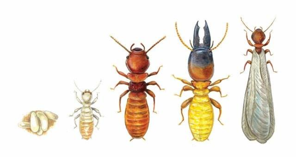 מזרחי הדברות מזרחי הדברות