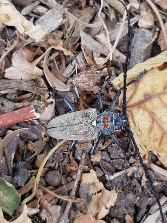 מזרחי הדברות מזרחי הדברות