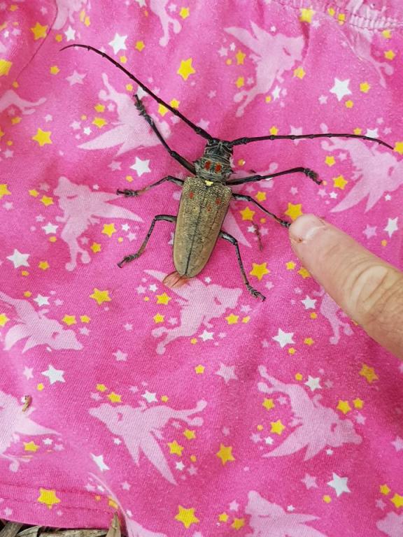 מזרחי הדברות מזרחי הדברות