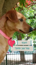 המרכז הוטרינרי