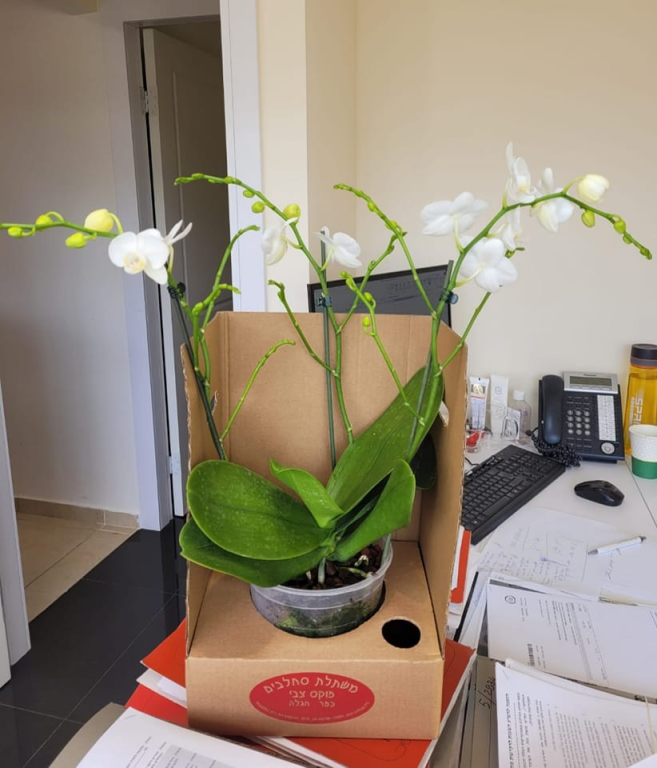 פודורובסקי משרד עו"ד פודורובסקי משרד עו"ד