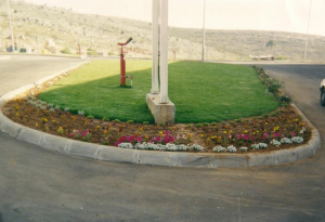 גינה ירוקה