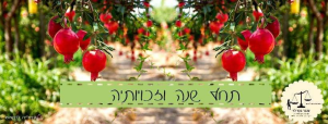 עו"ד ענבר בכר לוי
