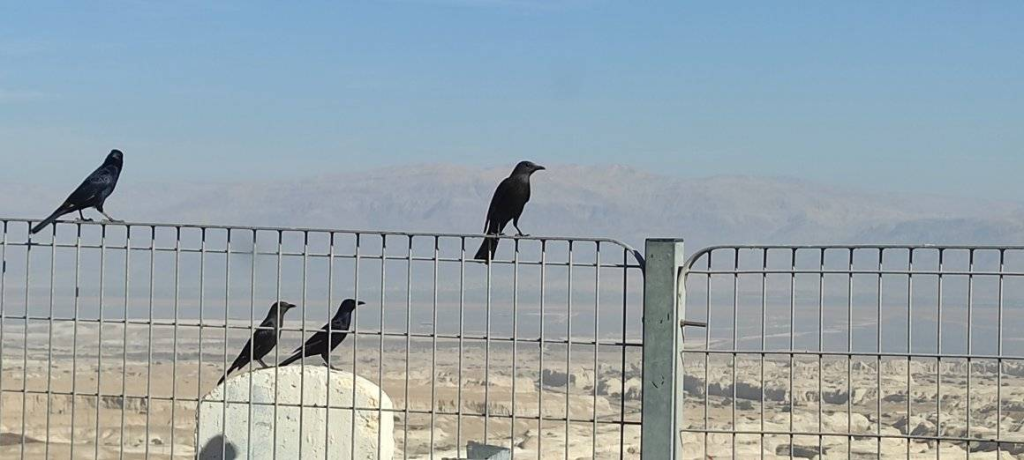 הלוי גיאת צהלה הלוי גיאת צהלה