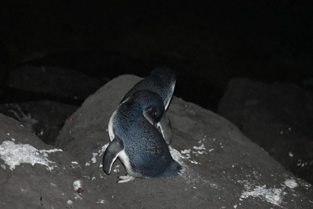 הלוי גיאת צהלה הלוי גיאת צהלה