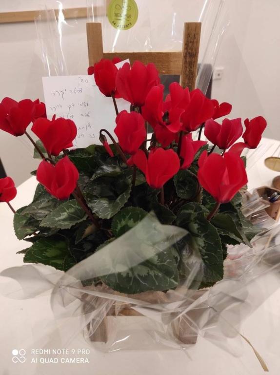 הלוי גיאת צהלה הלוי גיאת צהלה