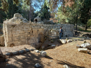 כרמי זית