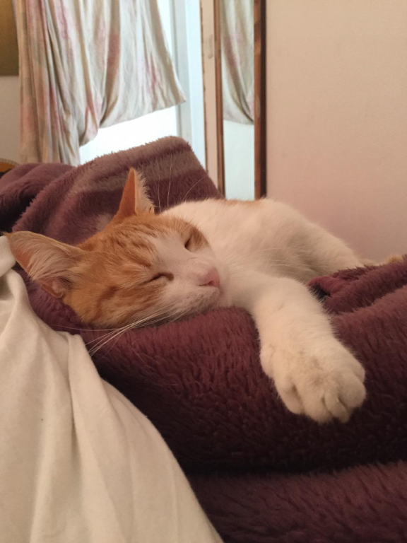 קניון גני הדרים קניון גני הדרים