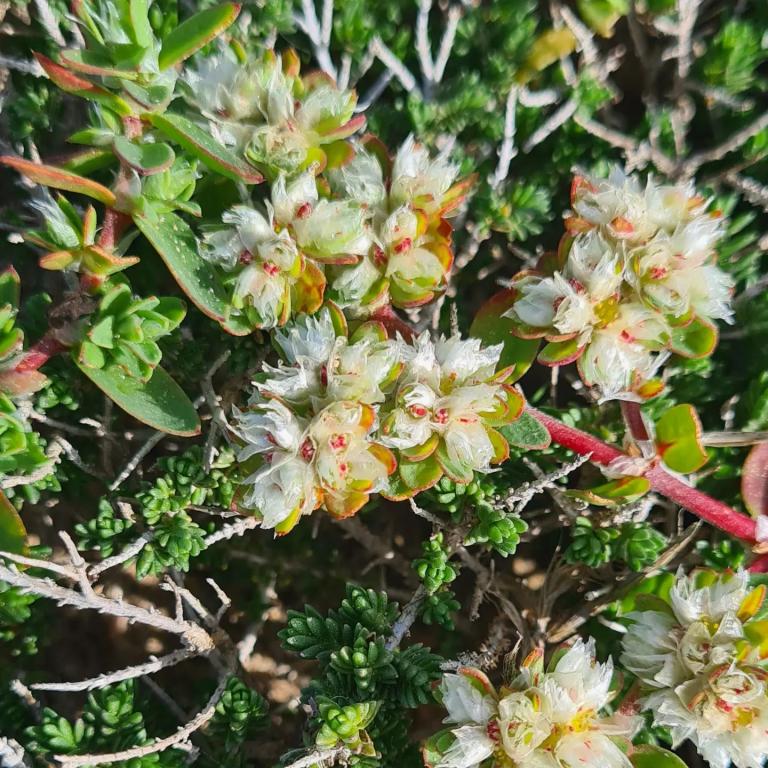 אסף קורן רפואה טבעית אסף קורן רפואה טבעית