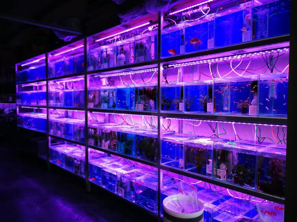 נטפיש נטפיש