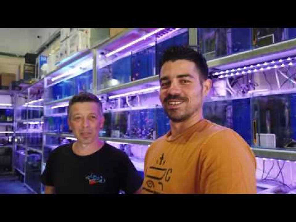 נטפיש נטפיש